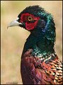 _0SB4192 ring-necked pheasant